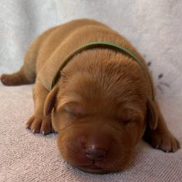 Hudson - Yellow male Labrador Retriever puppy in Alcester, South Dakota from R-Team