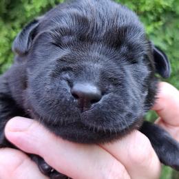 Pink collar - Black female Labrador Retriever puppy in Fombell, Pennsylvania from Rebellion Labradors