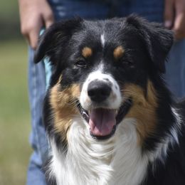 Ellie Mae - Australian Shepherd
