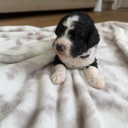 Rue - Tri-color female Bernedoodle puppy in Fishers, Indiana from Fishers Bernedoodles