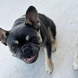 French Bulldogs from NTX Frenchies
