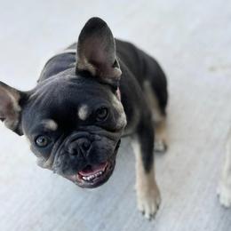 French Bulldogs from NTX Frenchies