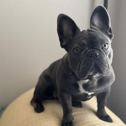 Linzer - French Bulldog