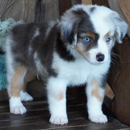Boy 1 - Blue merle male Miniature Australian Shepherd puppy in Lawton, Oklahoma from Lindsey’s Aussies