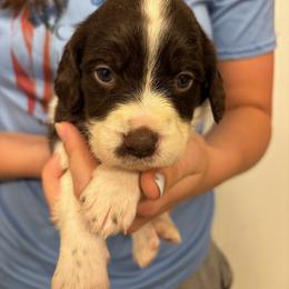 Girl 1 - Liver and white female Brittany puppy in Rhoadesville, Virginia from HOMESCHOOLED BRITTANYS LLC