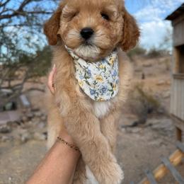 Clementine - Apricot female Goldendoodle puppy in Goodyear, Arizona from GAMMIE’S DOODLES