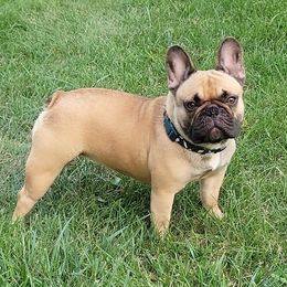 French Bulldog Puppies from Jessicah's Frenchies Michigan's French Bulldog Breeder