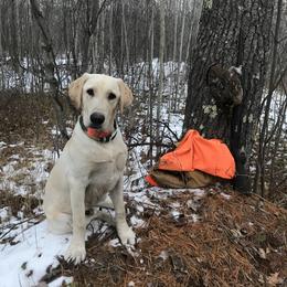 Labrador Retriever All Grown Up from On Point Labradors