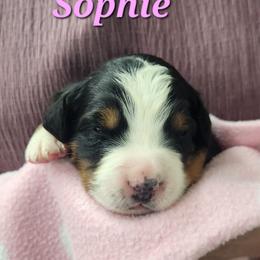 Sophie - Black rust and white female Bernese Mountain Dog puppy in Auburn, Indiana from Swamp Creek Berners