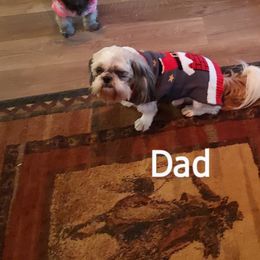 Shih Tzu Puppies from Karen Elliott