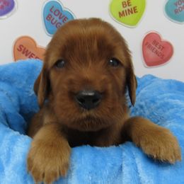 Irish Setter puppies from Lakeside Irish Setters