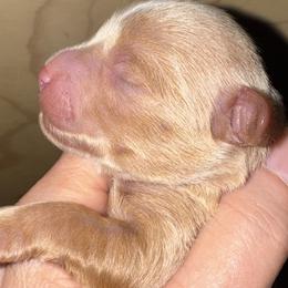 Boy 3 - male Miniature Schnauzer puppy in Pflugerville, Texas from K&K Precious Tx schnauzers