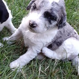Girl 1 - Labradoodle puppy from Trinity Labradoodles