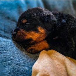 Xoro - Black and mahogany male Rottweiler puppy in Talbott, Tennessee from Exodus' Rottweilers