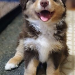 Willie - Australian Shepherd puppy from Crazy Critters Aussies