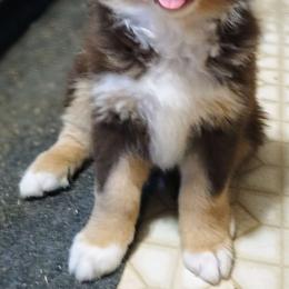 Willie - Australian Shepherd puppy from Crazy Critters Aussies