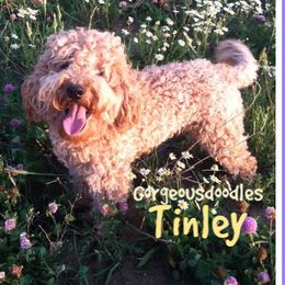 Tinley - Australian Labradoodle