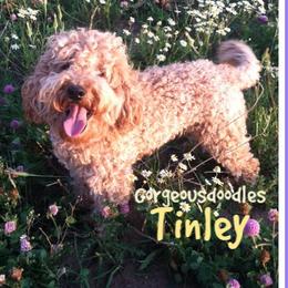 Tinley - Australian Labradoodle