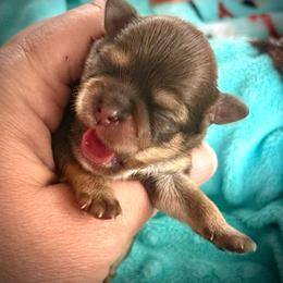 Honey bun - Liver female Shorkie puppy in Idaho from Little Rascal Ranch