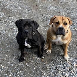 Boerboel All Grown Up from Cascade Boerboels
