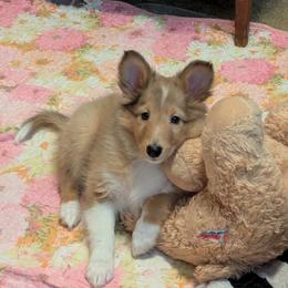 Simon - White and sable merle male Shetland Sheepdog puppy in Franklinville, North Carolina from Jennette Chaney's Shetland Sheepdogs
