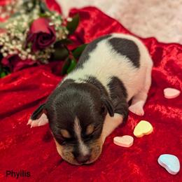 Phyllis - Black white and tan female Rat Terrier puppy in Caldwell, Ohio from Forest Grove Rat Terriers