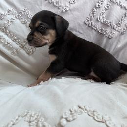 Catahoula Leopard Dog Puppies from Cottonwood Creek Catahoula’s