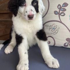 Leia - Aussiedoodle puppy from Shepherd Hill Doodles
