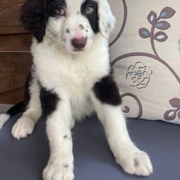 Leia - Aussiedoodle puppy from Shepherd Hill Doodles