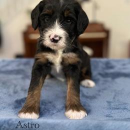 Astro - Tri-color male Bernedoodle puppy in Waco, Texas from Blessings Pups Doodles