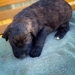 Bernedoodle and Siberian Husky Puppies from Timberline Paws