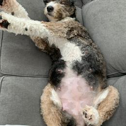 Bernedoodle and Poodle Puppies from Sunset Family Farm