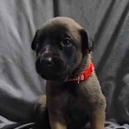 Teeze's Red - Mahogany female Belgian Malinois puppy in Berry, Alabama from North River k9