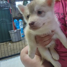 Siberian Husky Puppies from Spirit of the Moon Siberians