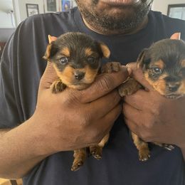 Cane Corso and Yorkshire Terrier Puppies from Alldae Guardians