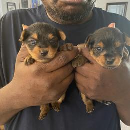 Cane Corso and Yorkshire Terrier Puppies from Alldae Guardians