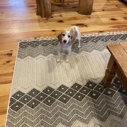 Rose - Dachshund