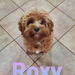Roxy - Cavapoo