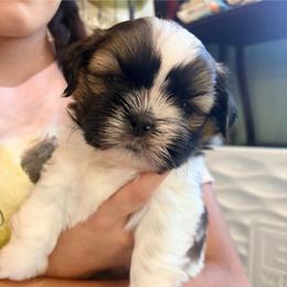 Kenny - Tricolor male Shih Tzu puppy in Hemet, California from Aloha Shih Tzu
