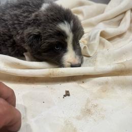 M2 - White and blue merle male Border Collie puppy in Meridian, Mississippi from Border Hollow Border Collies