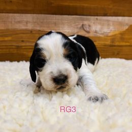 RG3 - Tri-Roan female English Springer Spaniel puppy in Britton, South Dakota from K&S Canines