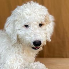 Double Doodles from Desert Double Doodles