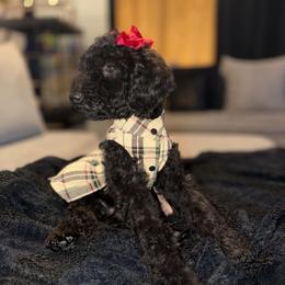 GOYARD ORANGE FEMALE - Black female Poodle puppy in Porter, Texas from KD's Luxury Nursery
