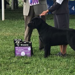 Labrador Retrievers from Lake Wood Labradors