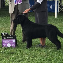 Labrador Retrievers from Lake Wood Labradors