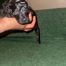 Poodle Puppies from SoFlo Standard Poodles