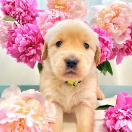Vibrant yellow collar - Golden female Golden Retriever puppy in Sandy, Utah from Golden Meadows of Utah