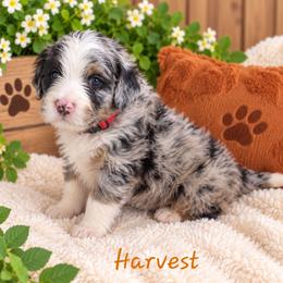 Harvest - Blue merle female Bernedoodle puppy in Lakeside, California from True Joy Bernedoodles and French bulldogs