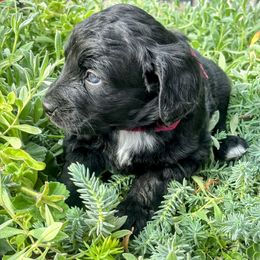 Maroon Collar - Black and white female Aussiedoodle puppy in Parma, Idaho from Arena Valley Acres