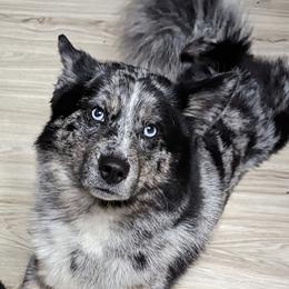 Ghost - Pomsky